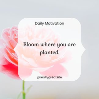 rose daily motivation